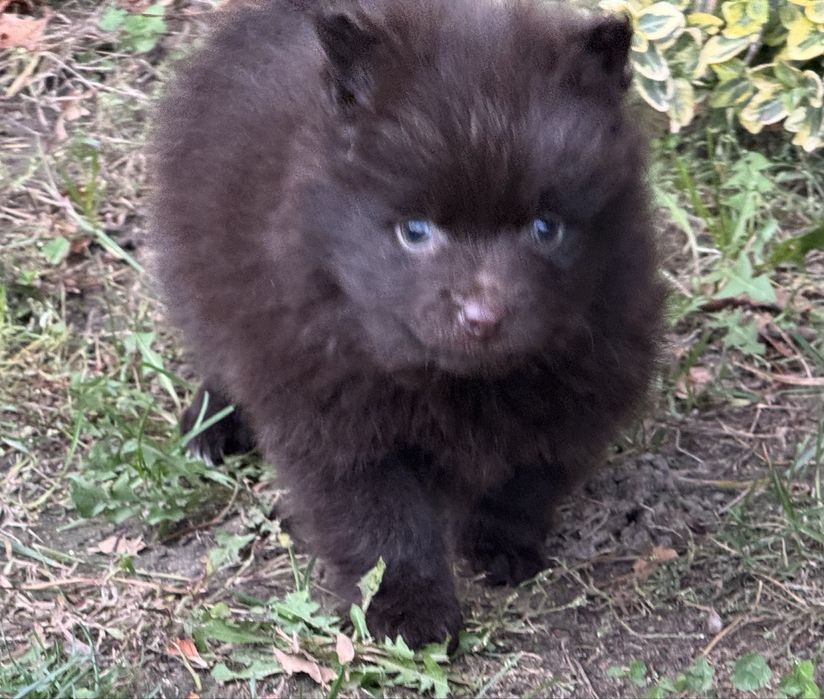 Pomeranian czekoladowy ekstra klasa z rodowodem szpic miniaturowy