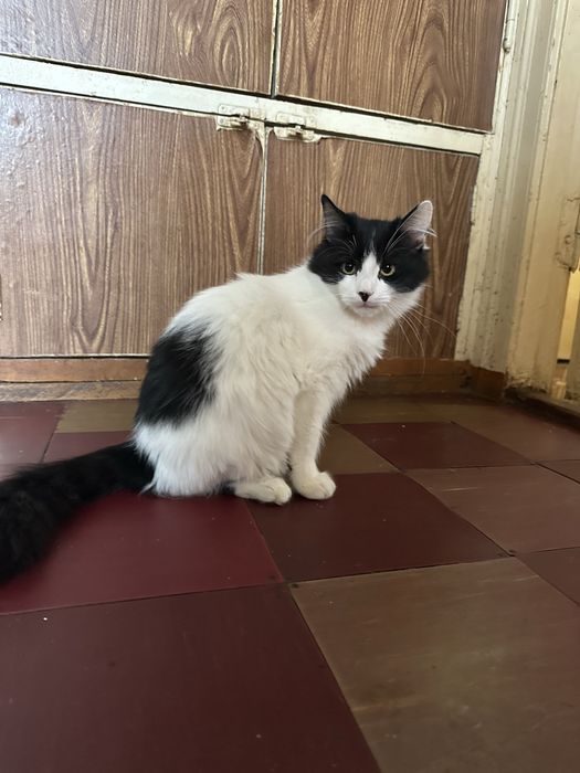 Кошеня, кіт безкоштовно