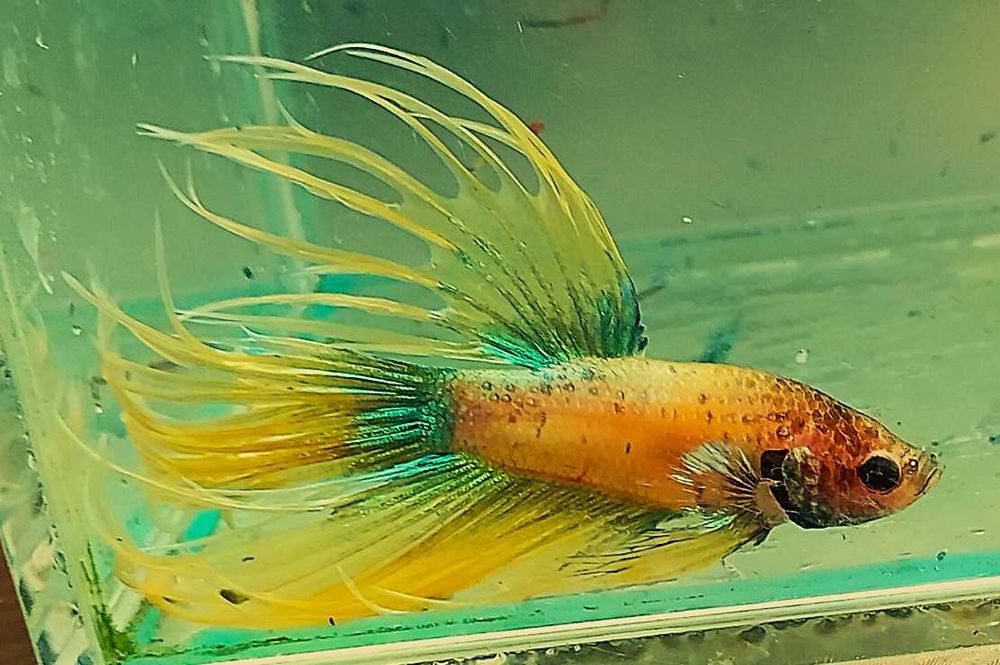 Bojownik strzępiasty samiec