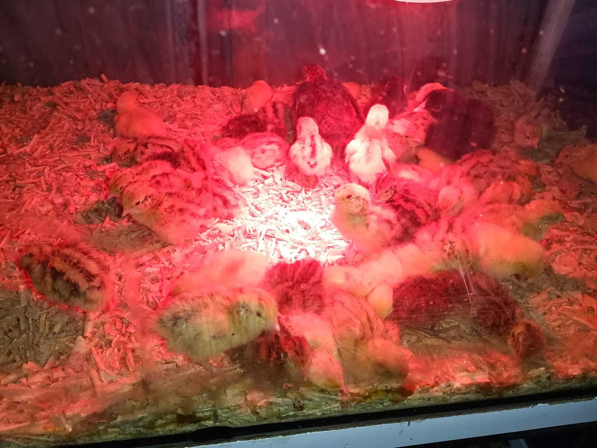 Codornizes e ovos