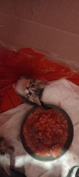 Віддам кошенят безкоштовно