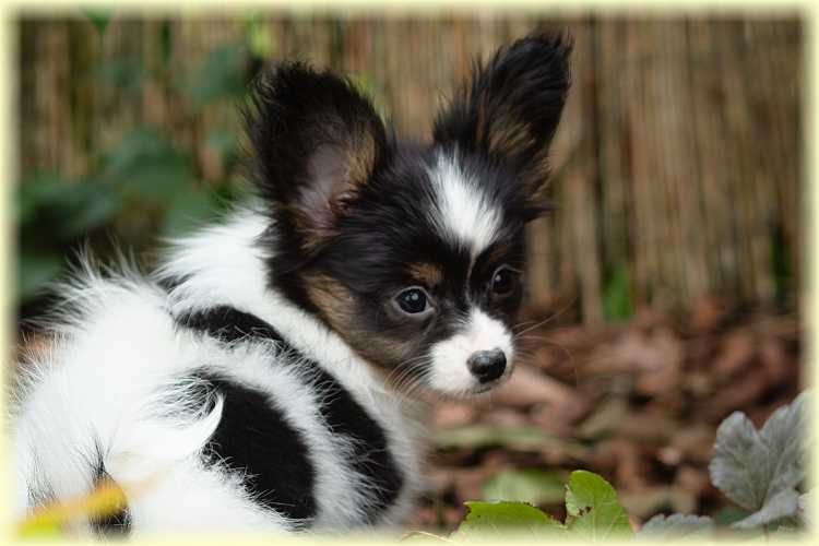 Spaniel kontynentalny miniaturowy papillon suczka ZKwP/FCI