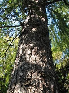 Drzewo Tartaczne Dłużyca SOSNA  klody na pniu duży wybór
