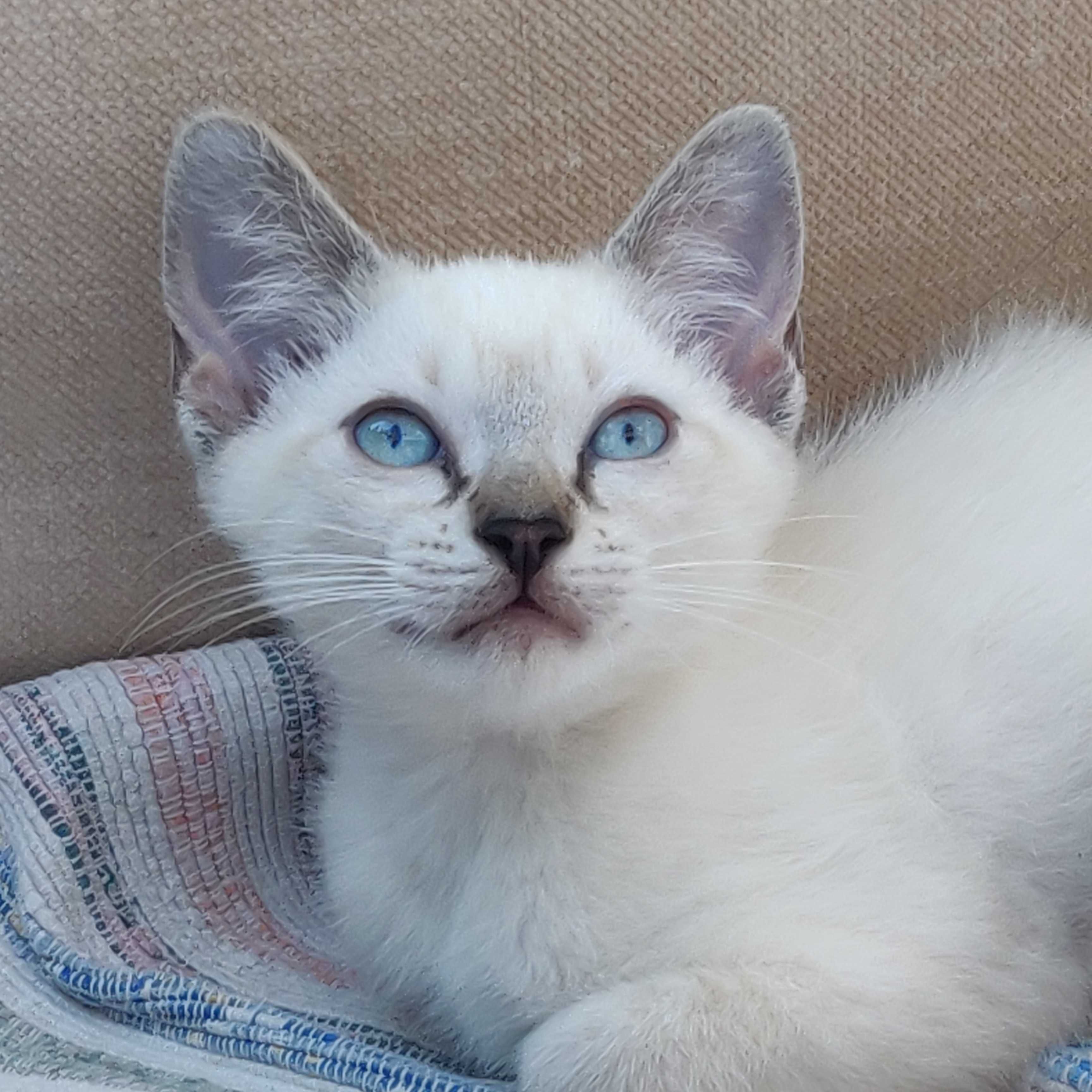 Gatinho para adoção