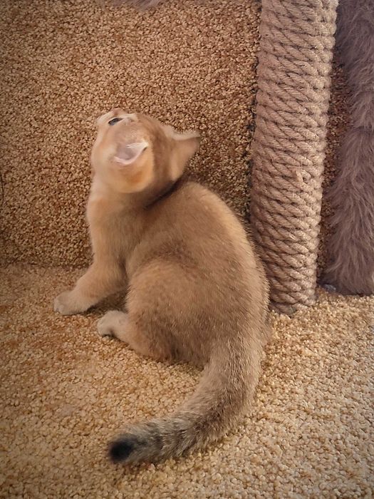 Золота шиншила. Британське кошеня