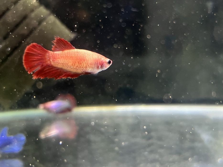 Bojownik samiczka - rozne kolory