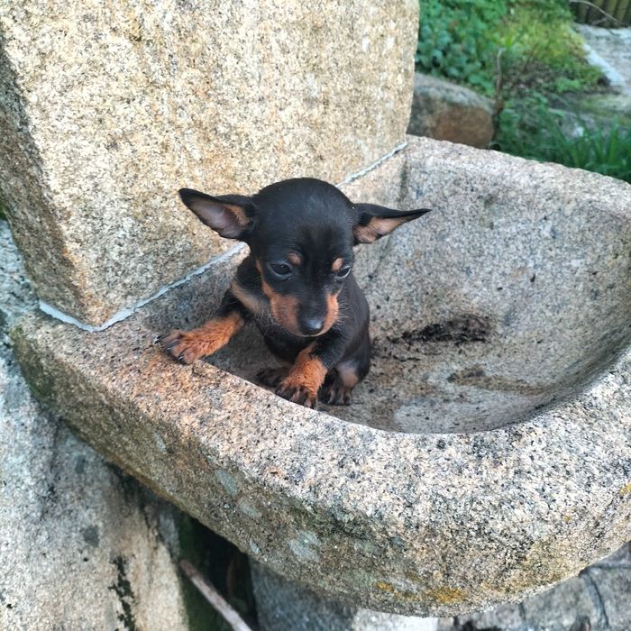 Pinscher miniatura fêmea