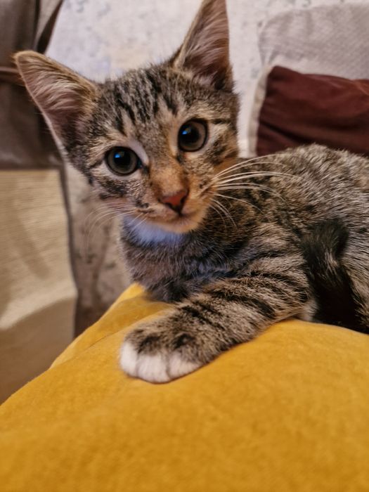 Luna i Perse do adopcji
