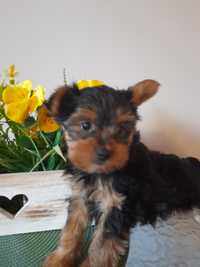 Suczka York Yorkshire Terrier