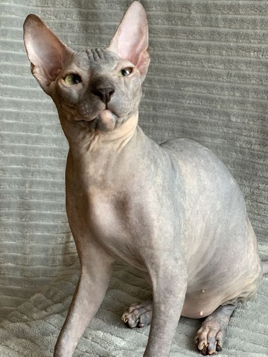 Девочка донского сфинкса