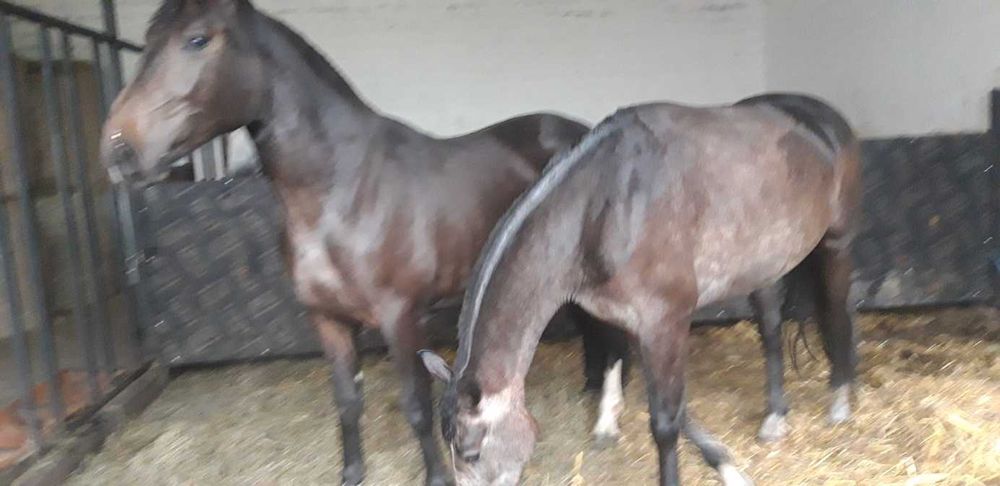 Klacz Śląska pelny rodowod