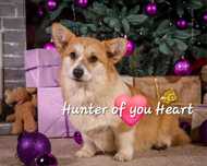 Рыжая харизматичная девочка Вельш Корги Пемброк из питомника Hunter of