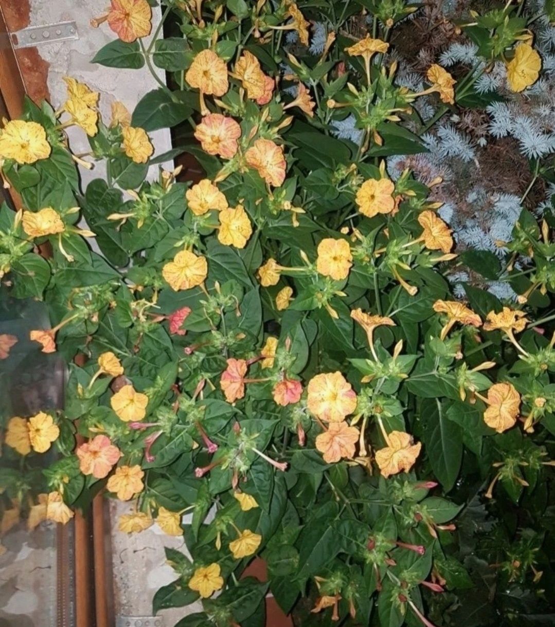 Dziwaczek Peruwiański Mirabilis Jalapa nasiona 100szt nasion