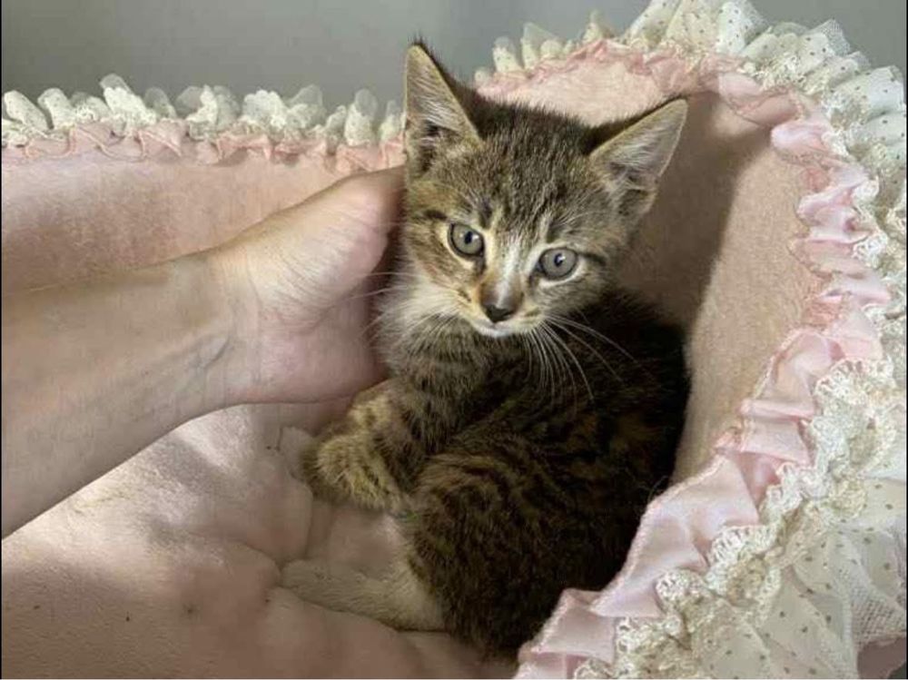 Kotek Tymianek do adopcji