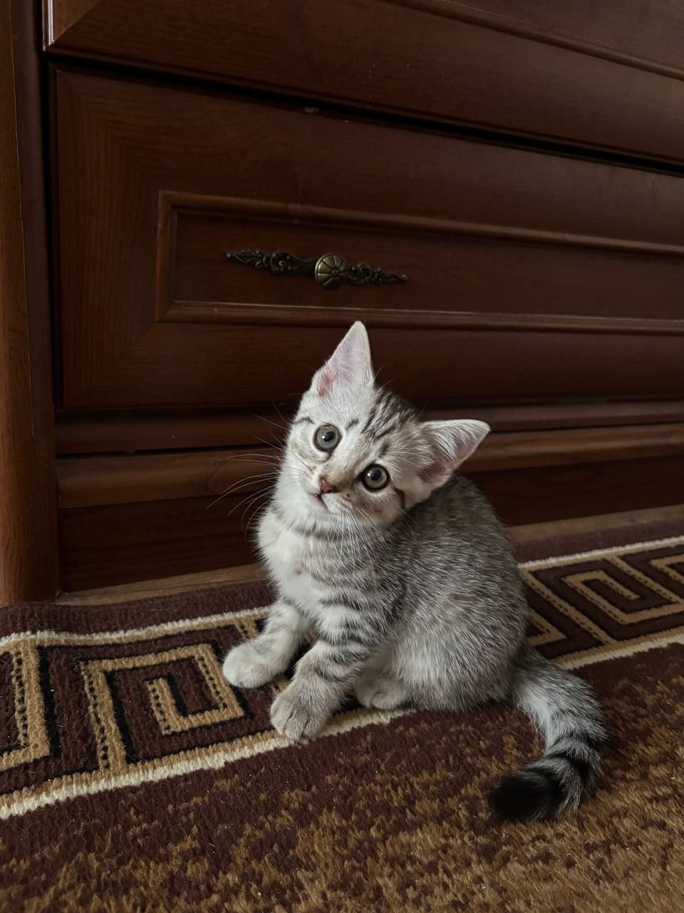 Шотландский прямоухий котёнок