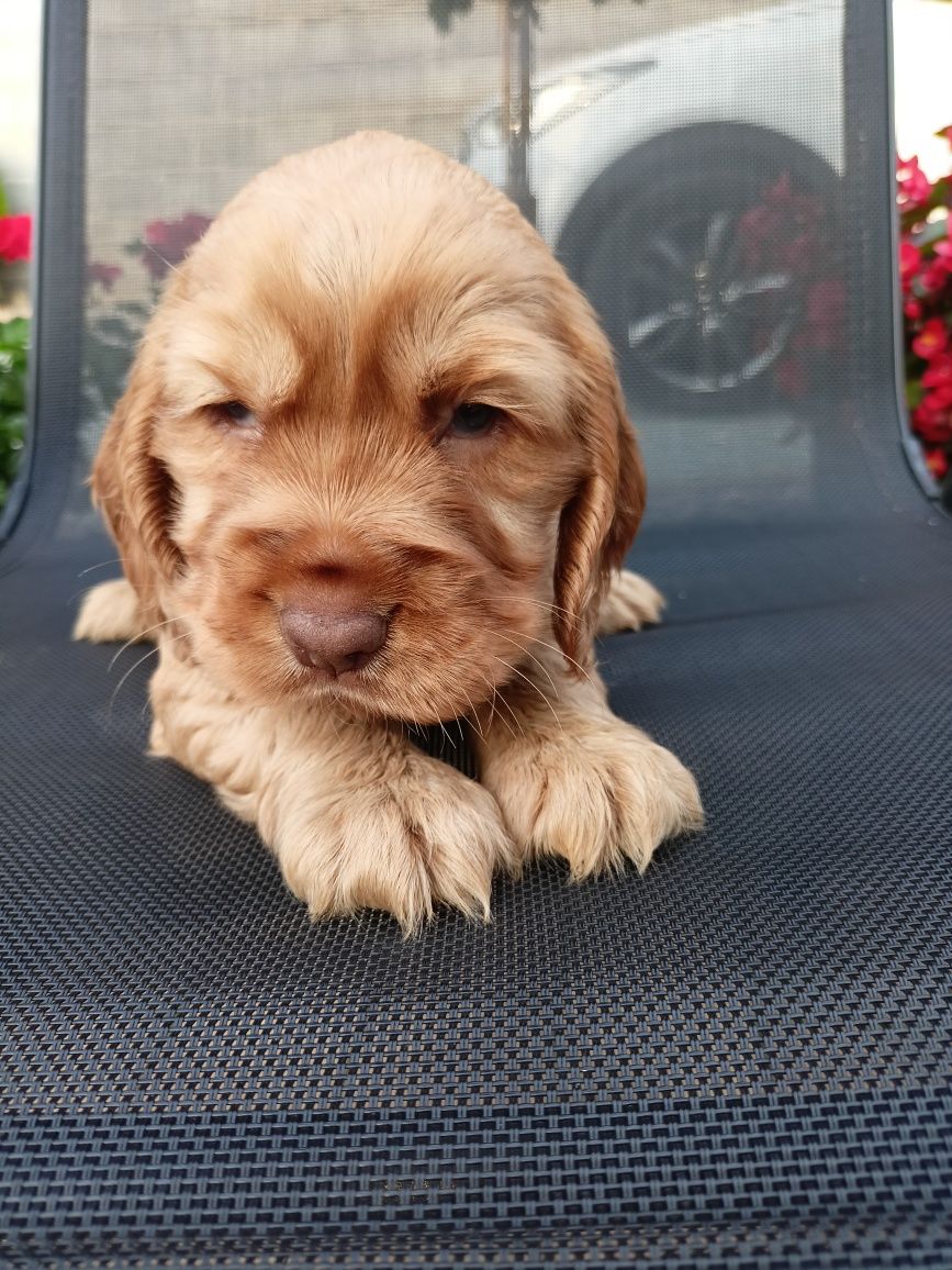 Cocker spaniel angielski