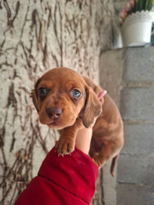 Teckel femea arlequim olho azul