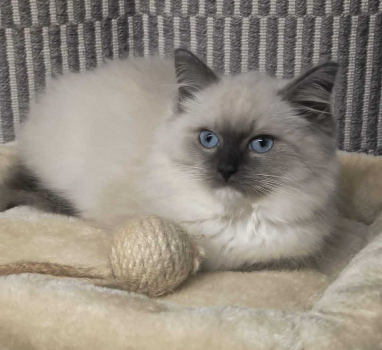Ragdoll kotka blue badania genetyczne n/n