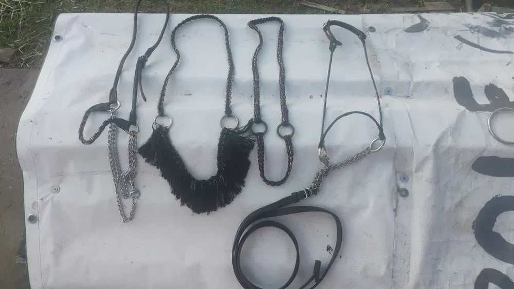 Zestaw prezenterek arabskich