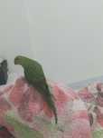 Troco por rosicoli domesticado ou bebe
