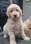 Goldendoodle Sunia hybryda ras