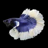 Betta splendens Bojownik Niebiesko-biały