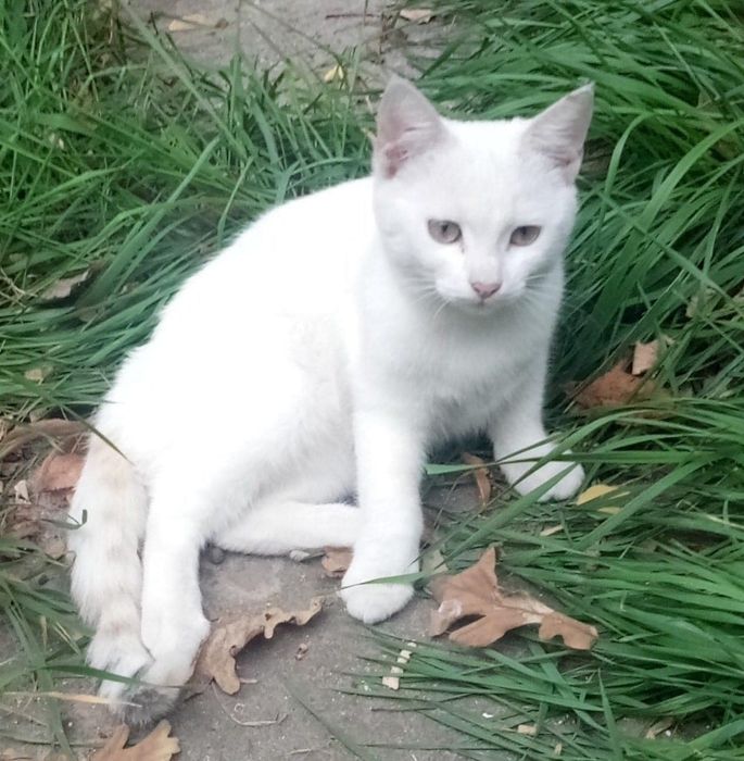 Чисто біле кошеня в добрі руки