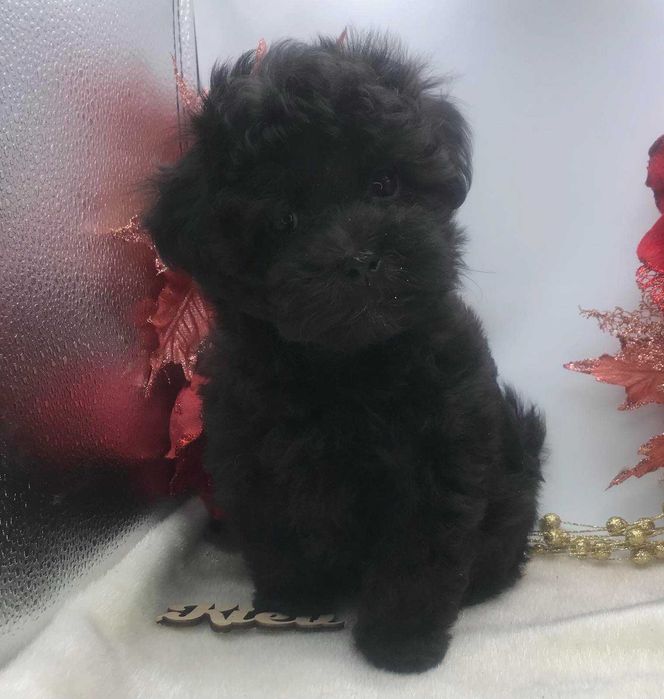 Мальтипу щенки из питомника. Киев Доставка за границу