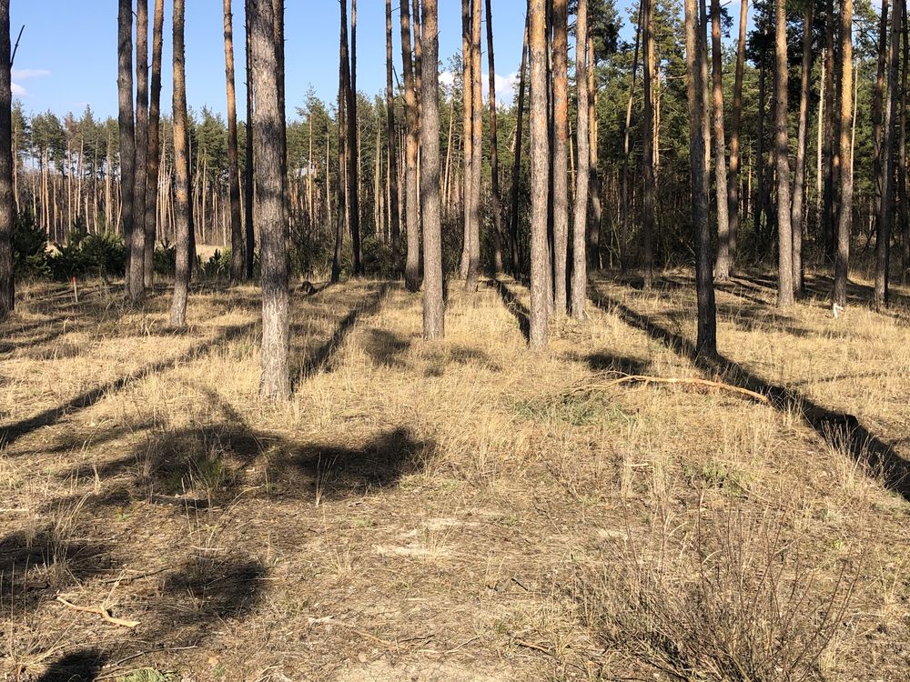 83 сотки. Вихід до річки Золоче . Вишеньки, поруч ЛІС!