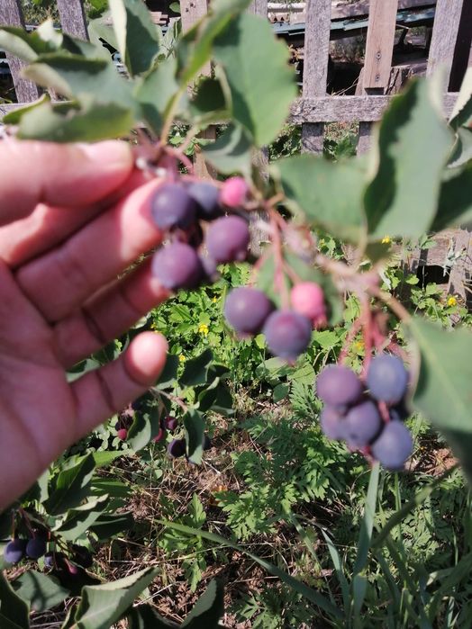 Продам саджанці ірги