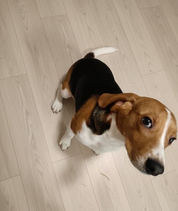 Beagle Macho Tricolor