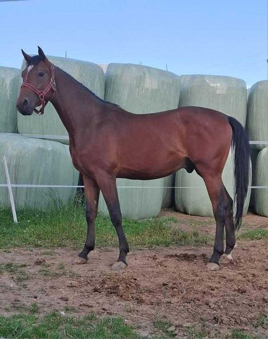 Sprzedam wałacha małopolskiego 2.5 roku