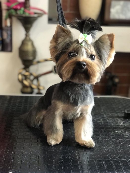 Міні йорк, маленький принц