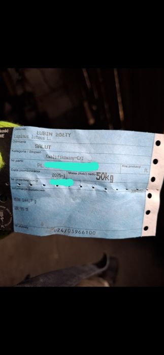 Łubin żółty słodki