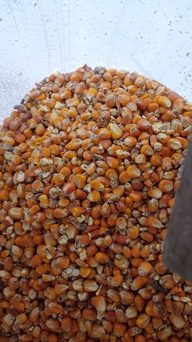 Ziarno kukurydzy suchej  zbiór 2025