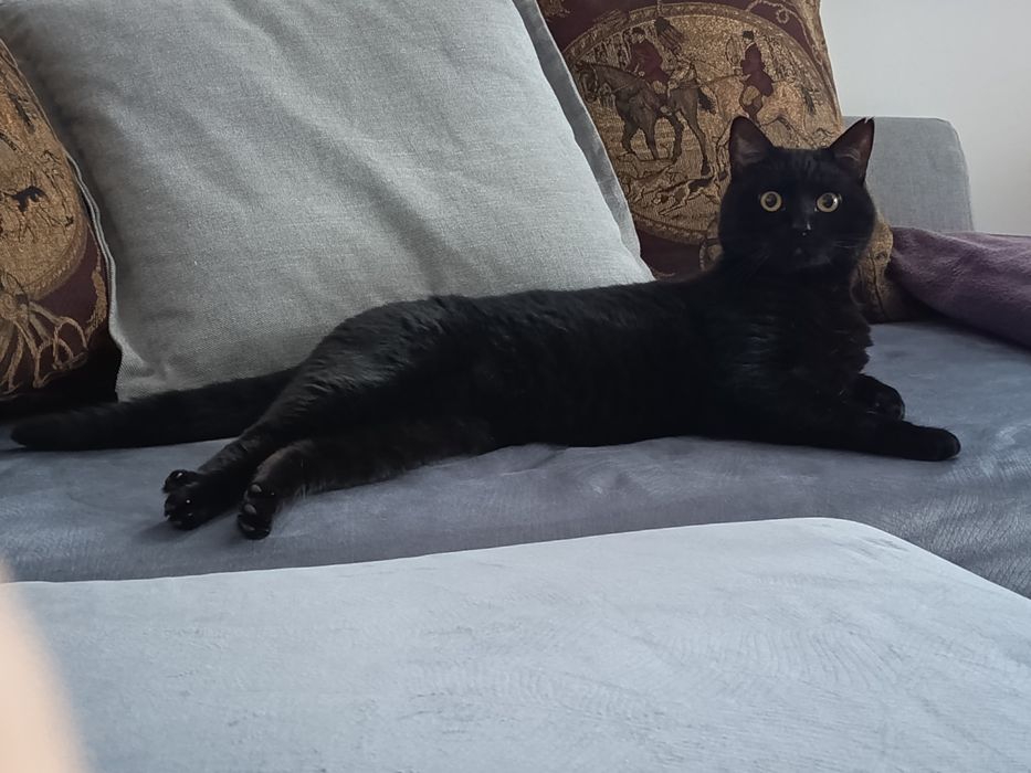 Kot brytyjski czarny