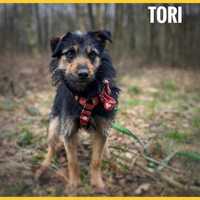 10 miesięcy, 9kg, suczka Tori, adopcja