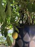 Planta pera melao