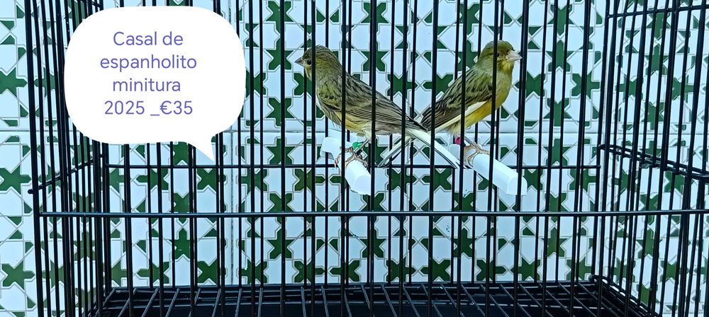 Canarios espanholitos miniatura 2025