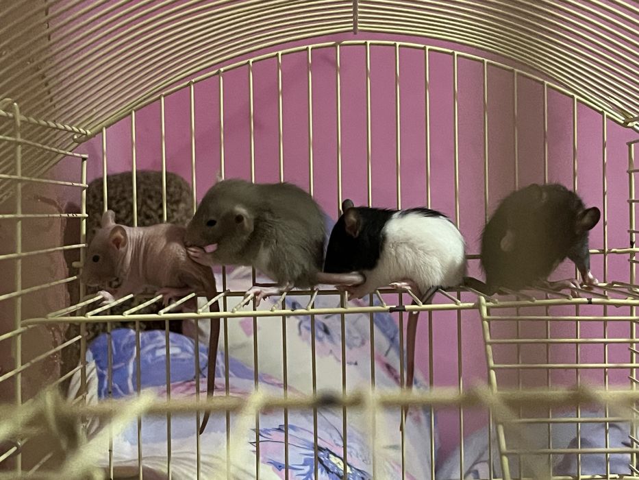 Щурики, є дві дівчинки, одна з чорною полосочкою і друга сфінкс