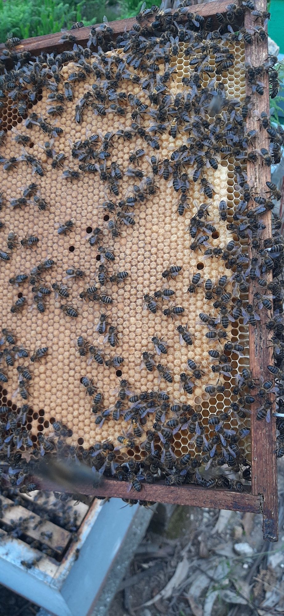 enxames de abelhas
