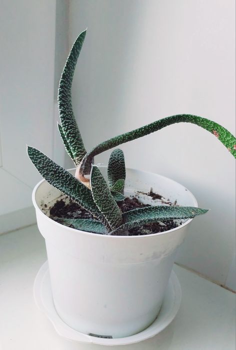 Суккуленты и другие цветы_2