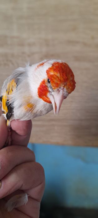 Sprzedam szczygly majory