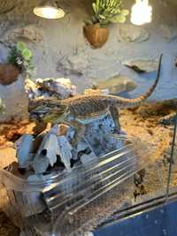 Agama brodata karłowata + terrarium