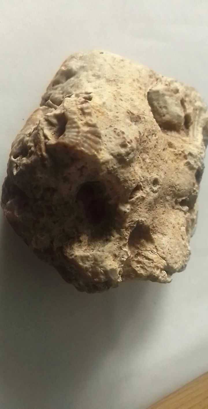 Skamielina  z ok 250 do 65 mln lat z muszelkami "Geoda" Kwarc