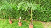 Palma Trachycarpus Fortunei 170cm