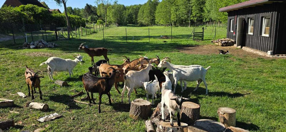 Sprzedam stado kóz. 18 sztuk