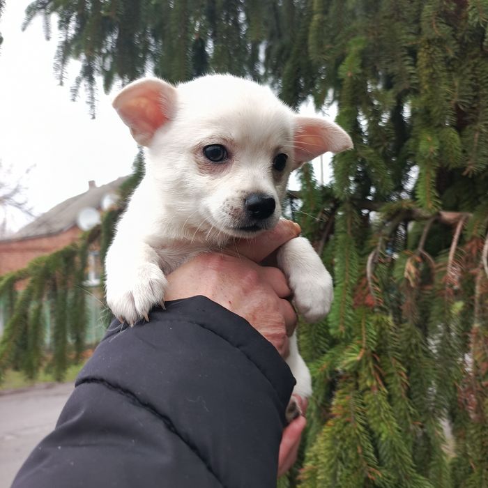 Девочка, чихуахуа + шпиц