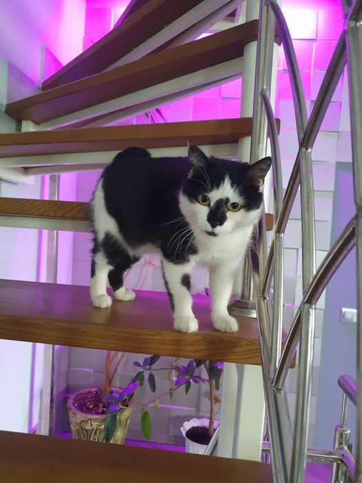 Передам кішку в добрі руки