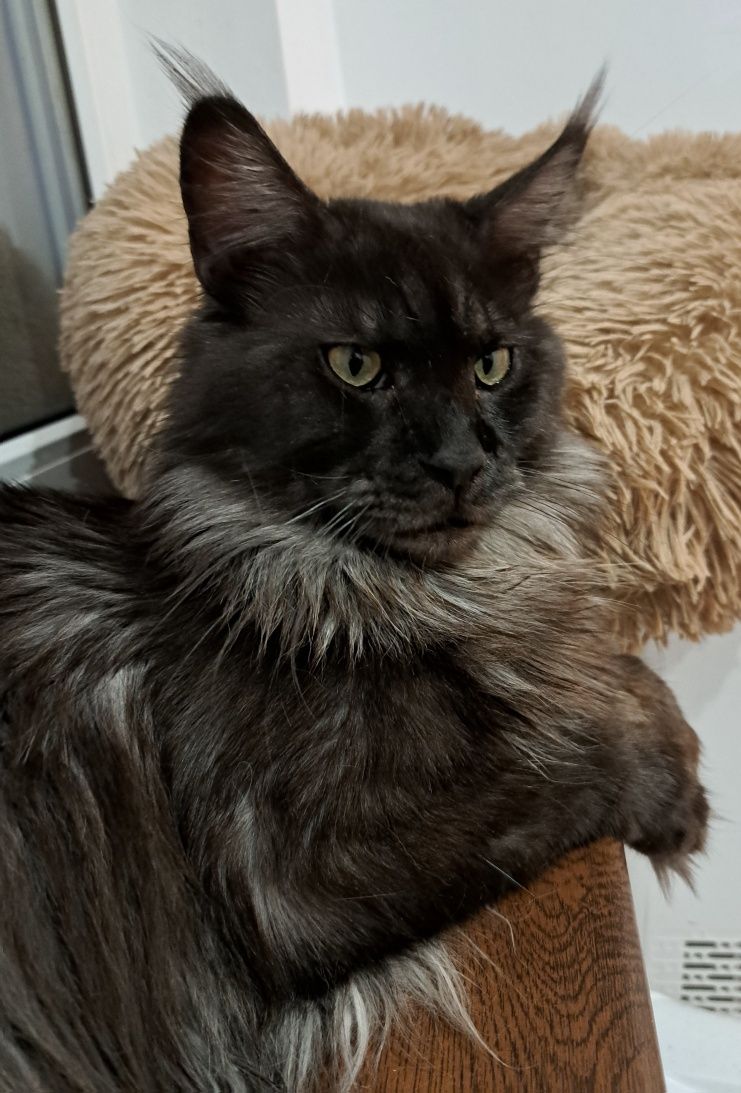 Kotka Maine coon FPL